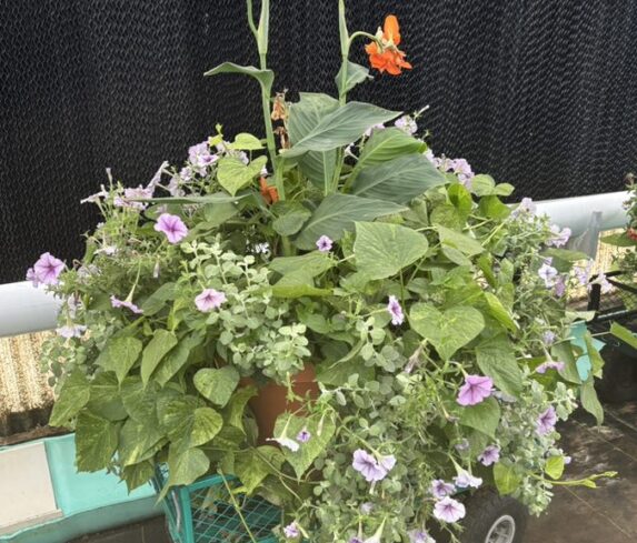 House Plants