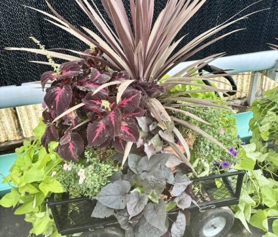 House Plants