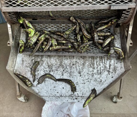 Freshly roasted green chiles