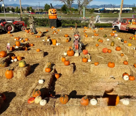 spano-greenhouse-pumpkin-patch-0110