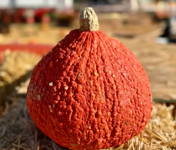 spano-greenhouse-pumpkin-patch-0111