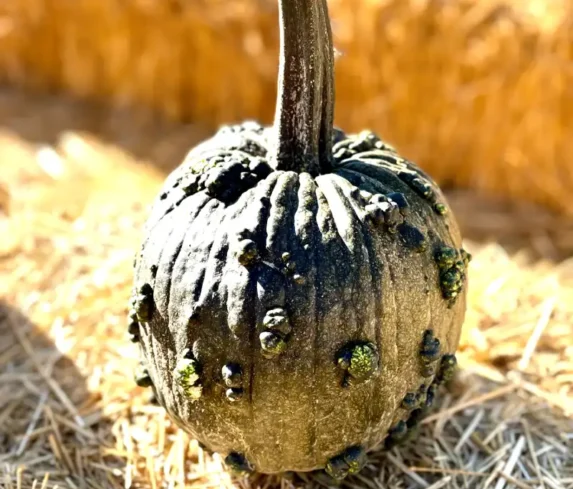 spano-greenhouse-pumpkin-patch-0116