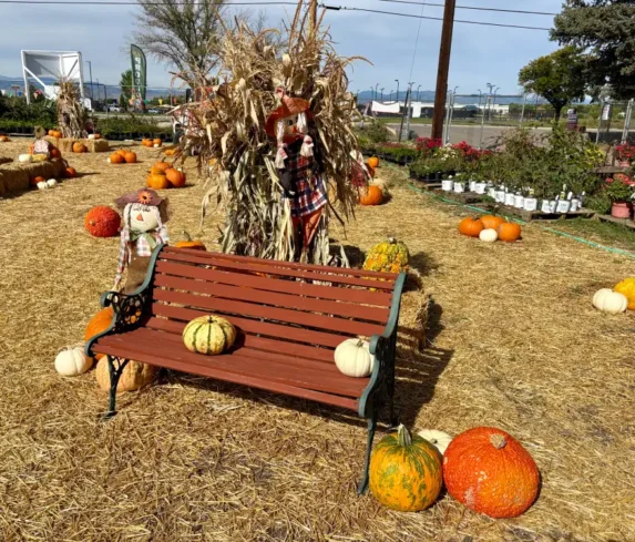 spano-greenhouse-pumpkin-patch-0127