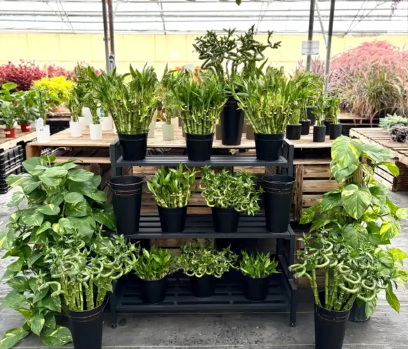 spano-greenhouse-0102