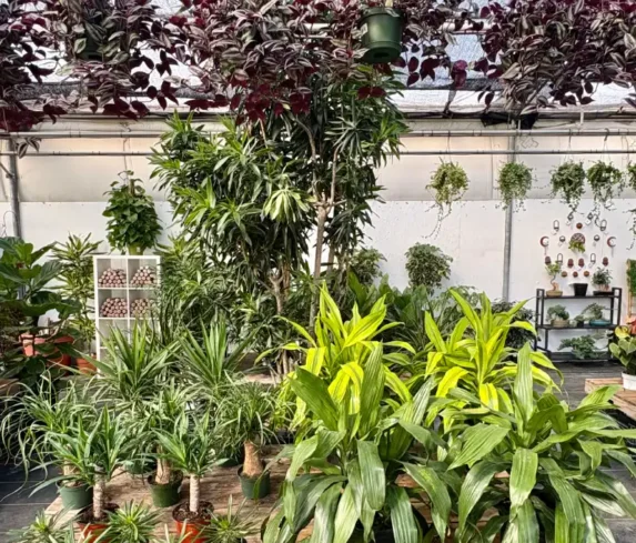 spano-greenhouse-0104