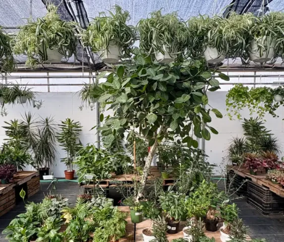 spano-greenhouse-0106