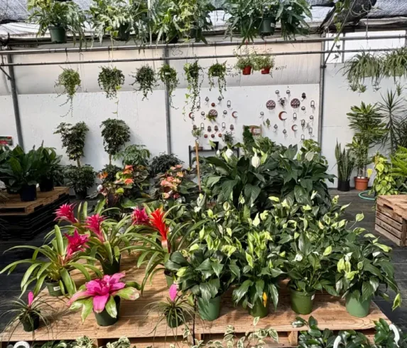 spano-greenhouse-0107