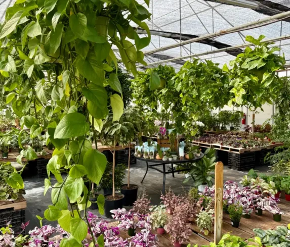 spano-greenhouse-0108