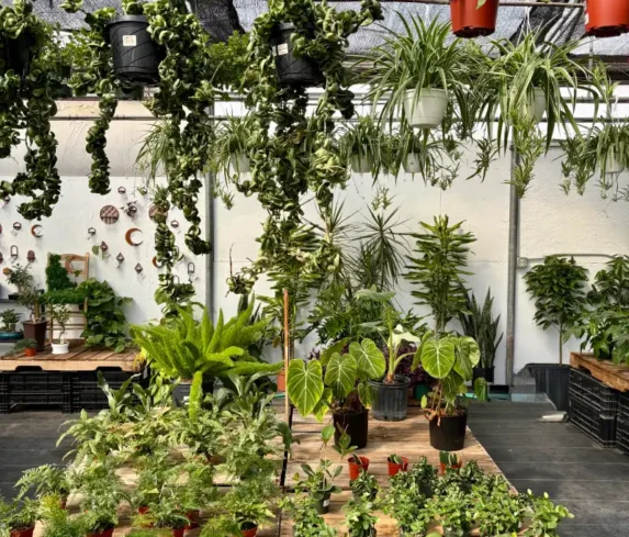 spano-greenhouse-0109