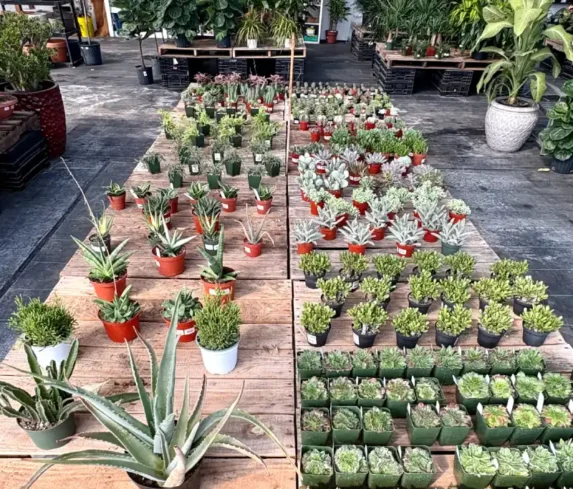 spano-greenhouse-0111