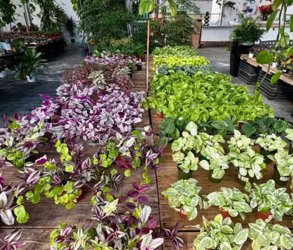 spano-greenhouse-0112