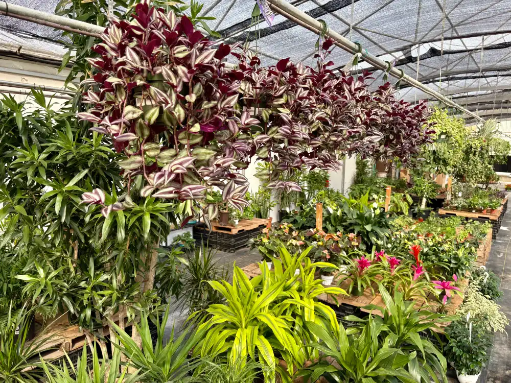 Greenhouse plants