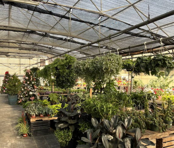 spano-greenhouse-fall25-05