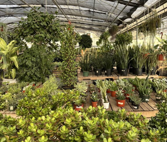 spano-greenhouse-fall25-06