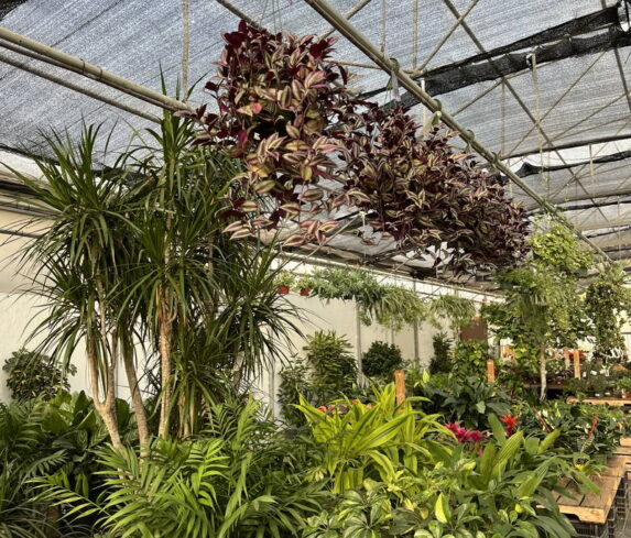 spano-greenhouse-fall25-07