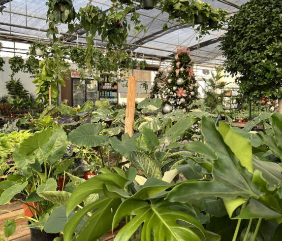 spano-greenhouse-fall25-14