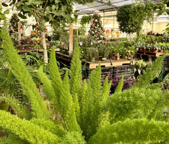 spano-greenhouse-fall25-16