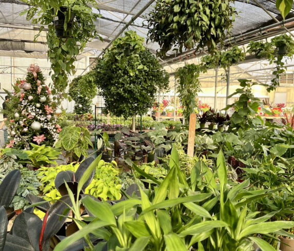 spano-greenhouse-fall25-17