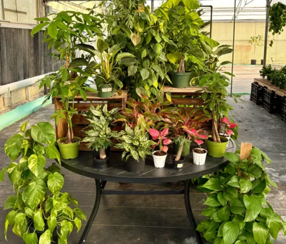 spano-greenhouse-sprhouseplants-001