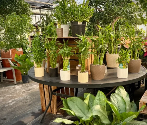 spano-greenhouse-sprhouseplants-002