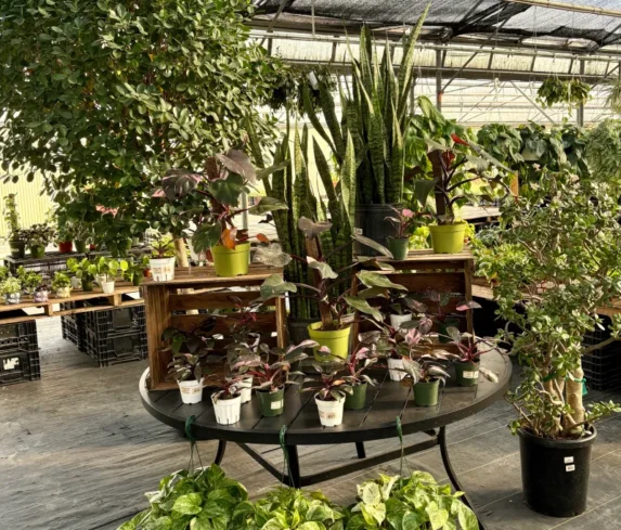 spano-greenhouse-sprhouseplants-003