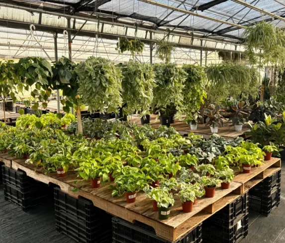 spano-greenhouse-sprhouseplants-004