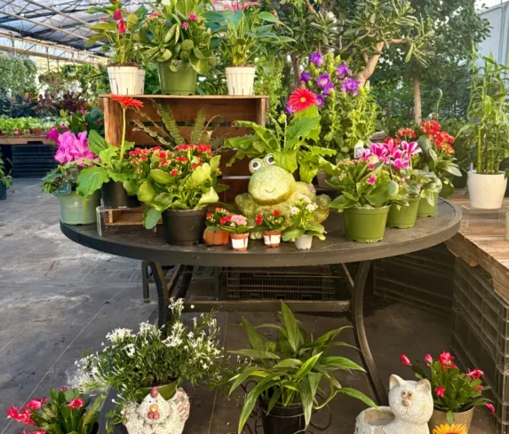 spano-greenhouse-sprhouseplants-007