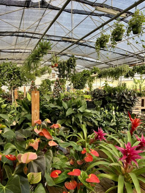 Greenhouse plants